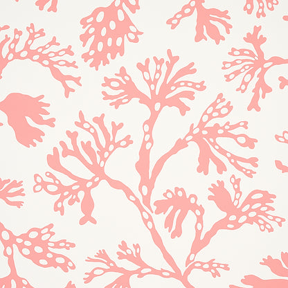 SCHUMACHER  SIGNATURE SCHUMACHER ANTHOZA   Coral   - 5012132