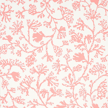 SCHUMACHER  SIGNATURE SCHUMACHER ANTHOZA   Coral   - 5012132