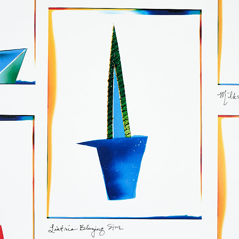 SCHUMACHER  LIZ NIELSEN FOR PEG NORRISS BOTANICALS   SPECTRUM MULTI   - 5012690