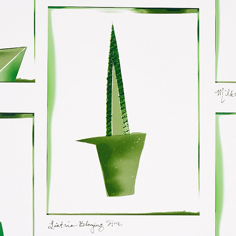 SCHUMACHER  LIZ NIELSEN FOR PEG NORRISS BOTANICALS   GREENHOUSE   - 5012691