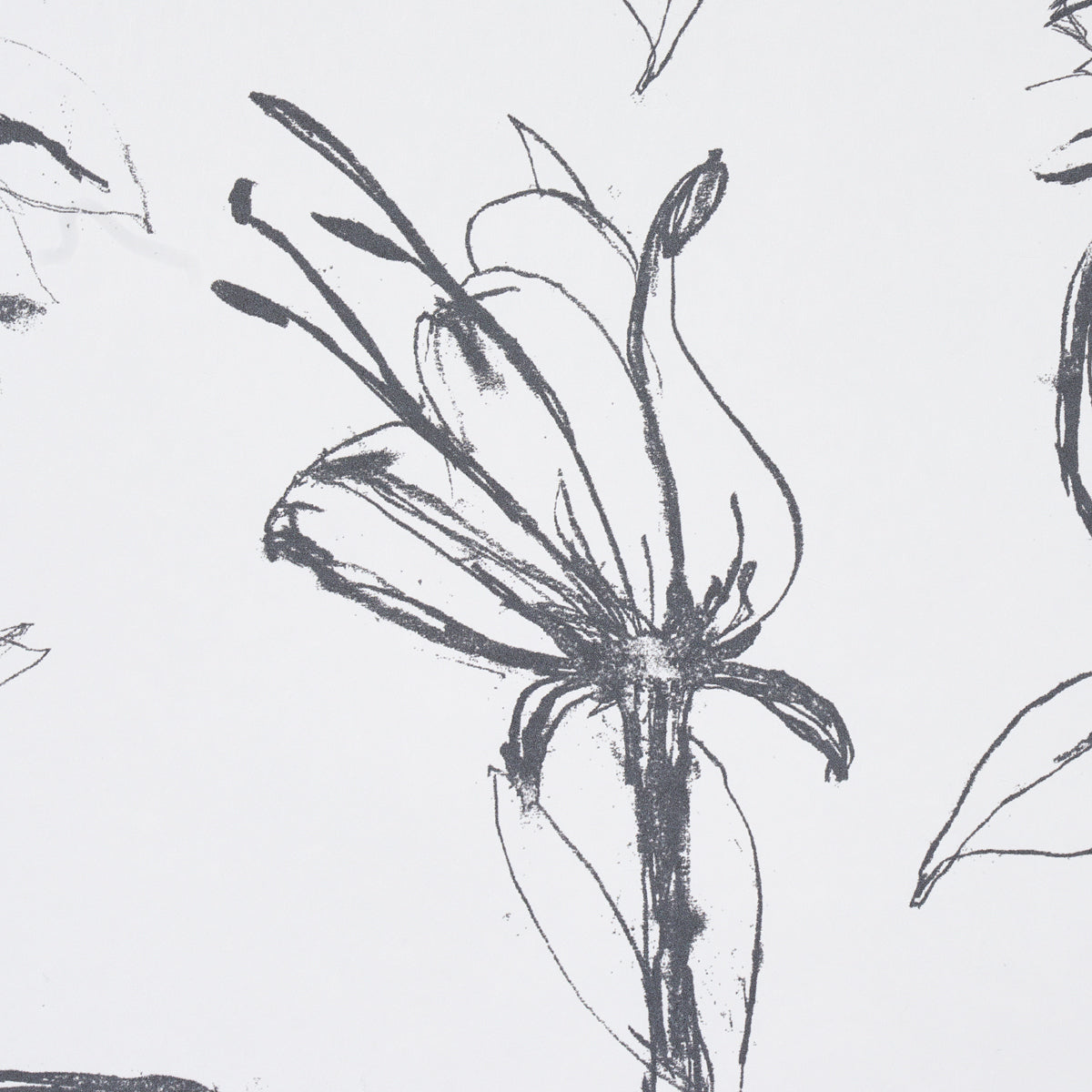 Monochrome pencil botanical sketch of a lily-like flower with elongated petals and prominent stamens in slate.