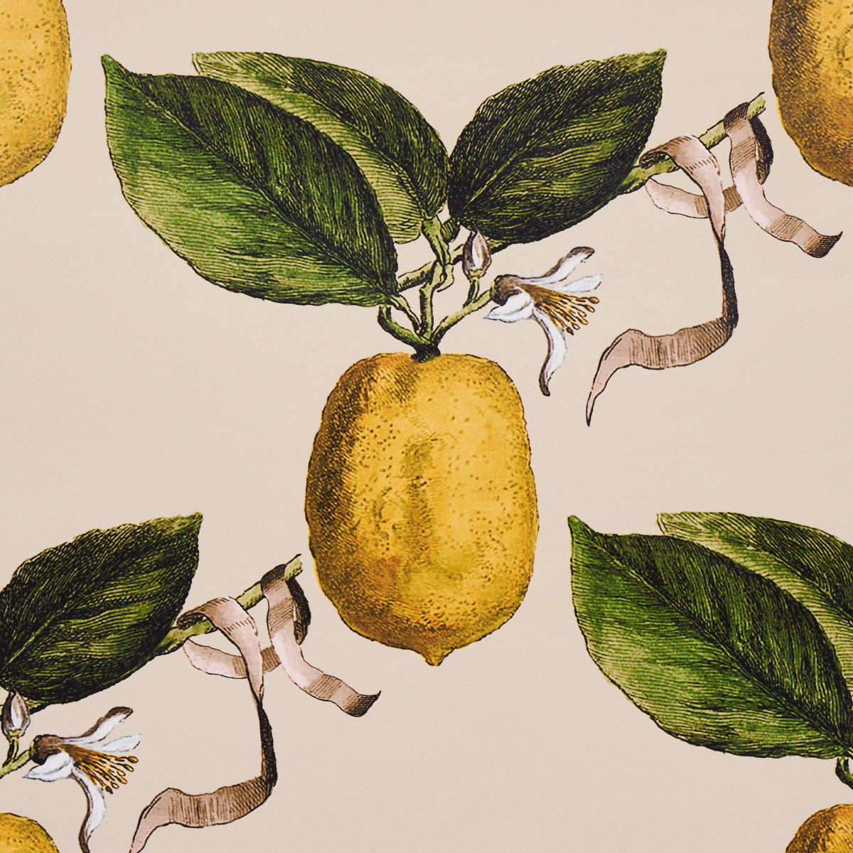 Beige botanical pattern of yellow lemons with green leaves and curling ribbons, citrus motif for fabric or wallpaper