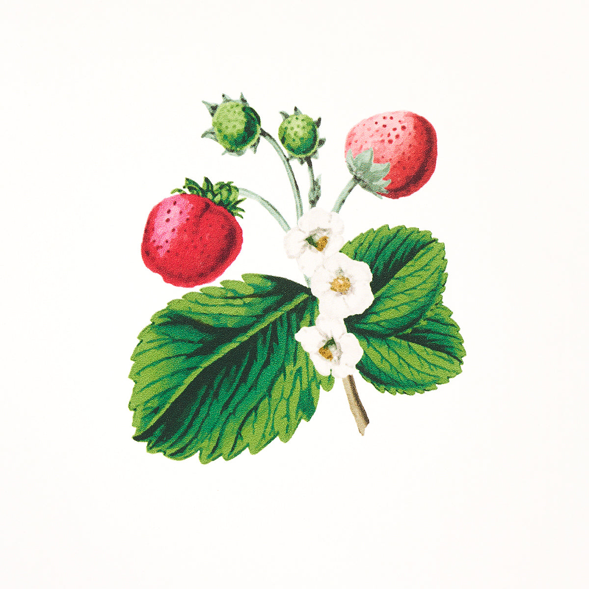 SCHUMACHER  JOHNSON HARTIG STRAWBERRY HILL   WHITE   - 5014320