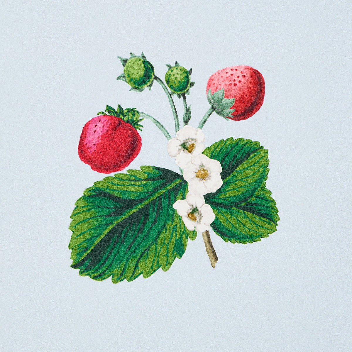 SCHUMACHER  JOHNSON HARTIG STRAWBERRY HILL   BLUE   - 5014321