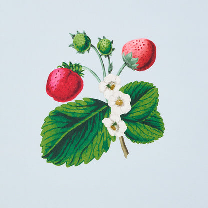 SCHUMACHER  JOHNSON HARTIG STRAWBERRY HILL   BLUE   - 5014321