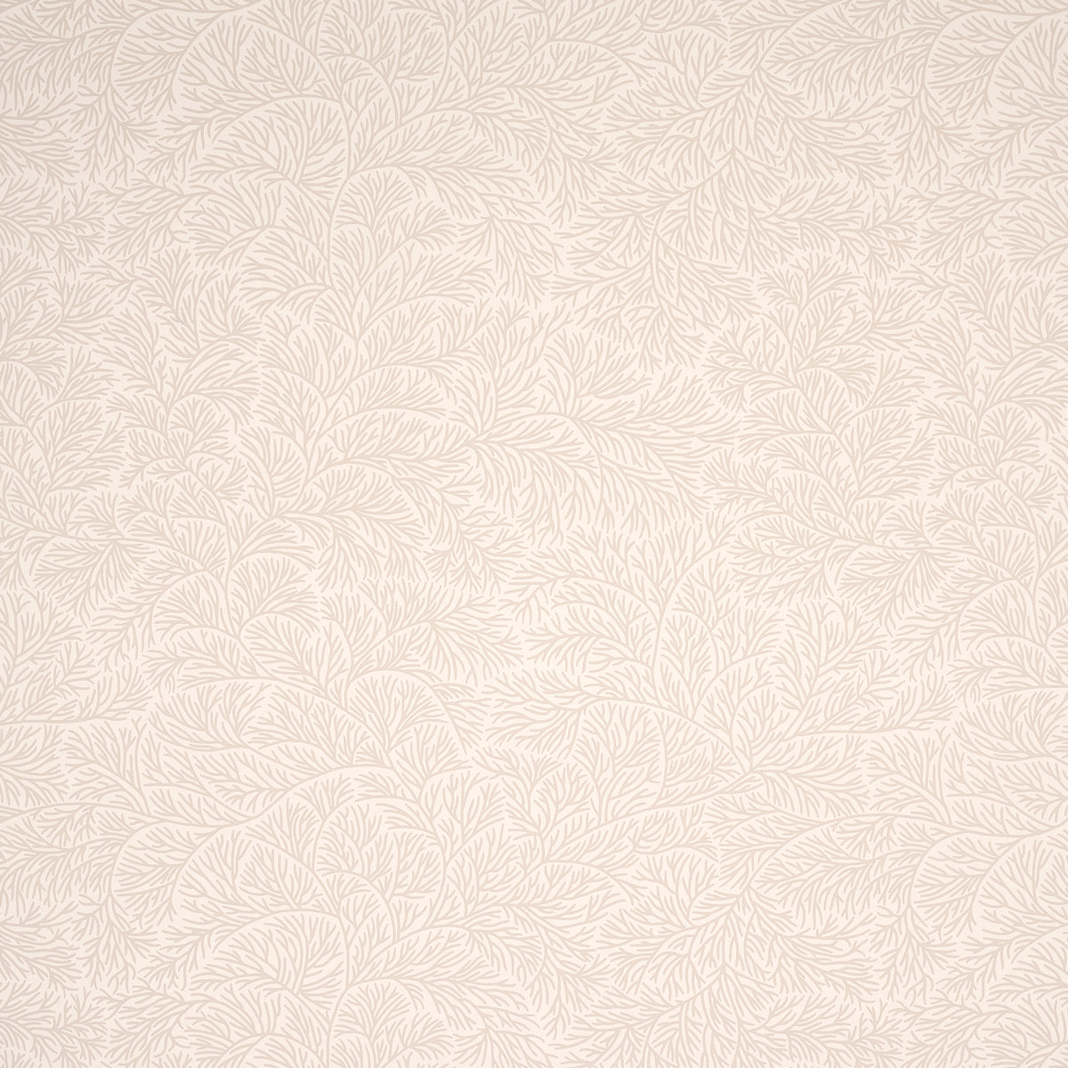 SCHUMACHER  MARK D. SIKES BOUGAINVILLEA   NEUTRAL   - 5014332