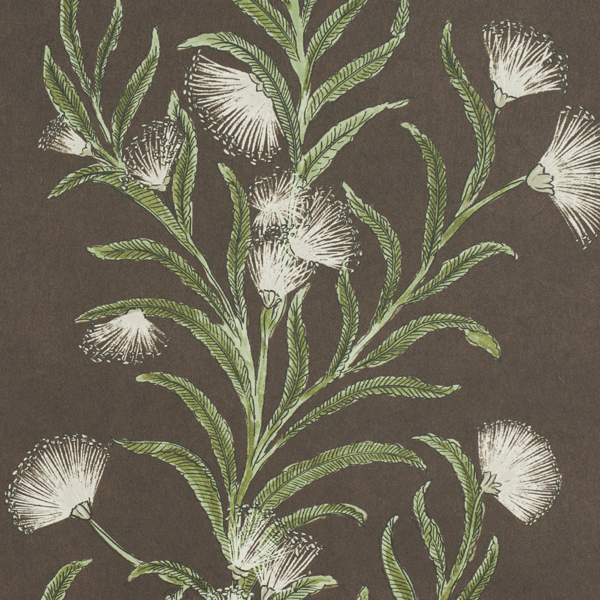 SCHUMACHER  CELERIE KEMBLE TASMANIAN MIMOSA   BROWN ,GREEN   - 5015361