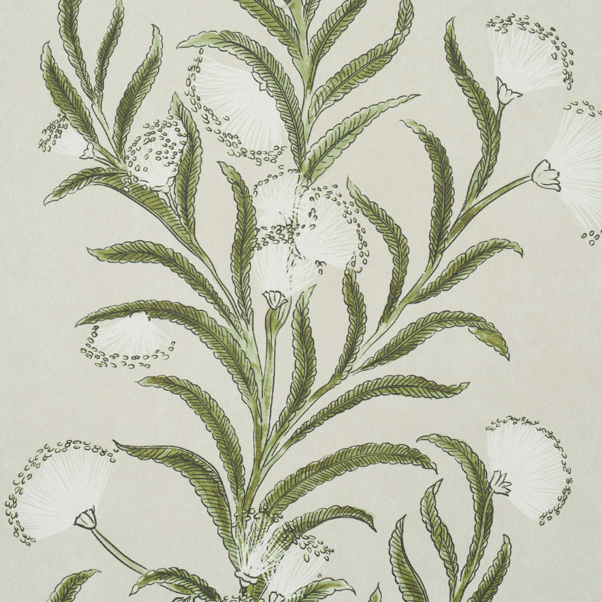 SCHUMACHER WALLCOVERING  CELERIE KEMBLE TASMANIAN MIMOSA   IVORY & GREEN   - 5015362