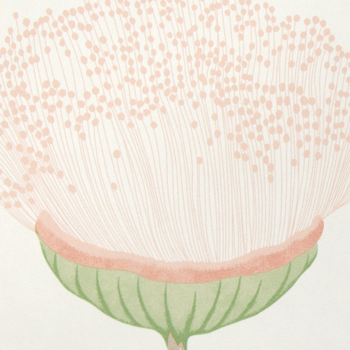 SCHUMACHER  A LOVE AFFAIR CELINDA   BLUSH   - 5016360