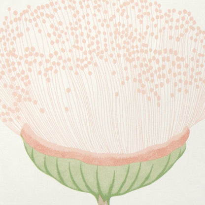 SCHUMACHER  A LOVE AFFAIR CELINDA   BLUSH   - 5016360