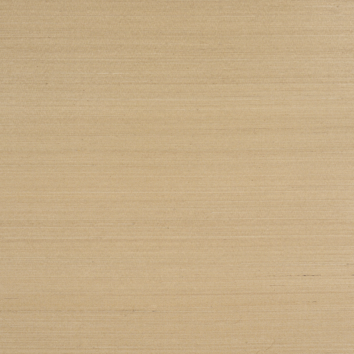 Soft gold Musa Abaca wallcovering with a subtle natural-fiber texture and warm, neutral appearance.