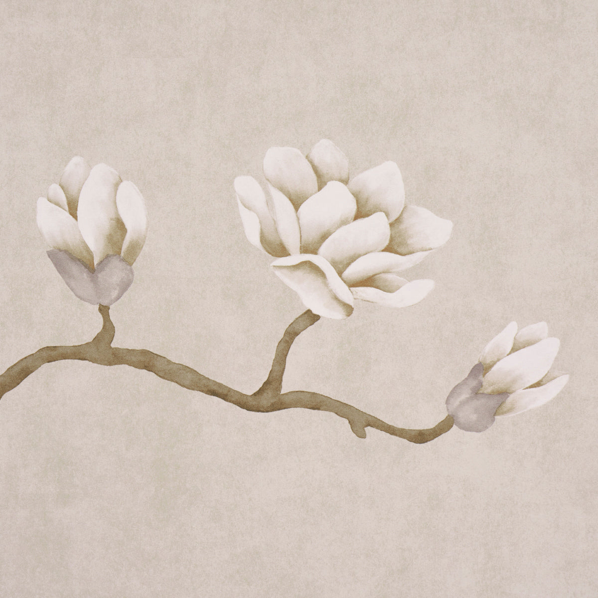 Watercolor-style magnolia branch with three white blossoms on a beige textured backdrop