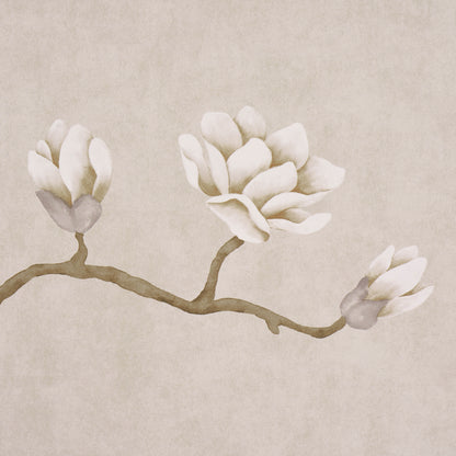Watercolor-style magnolia branch with three white blossoms on a beige textured backdrop