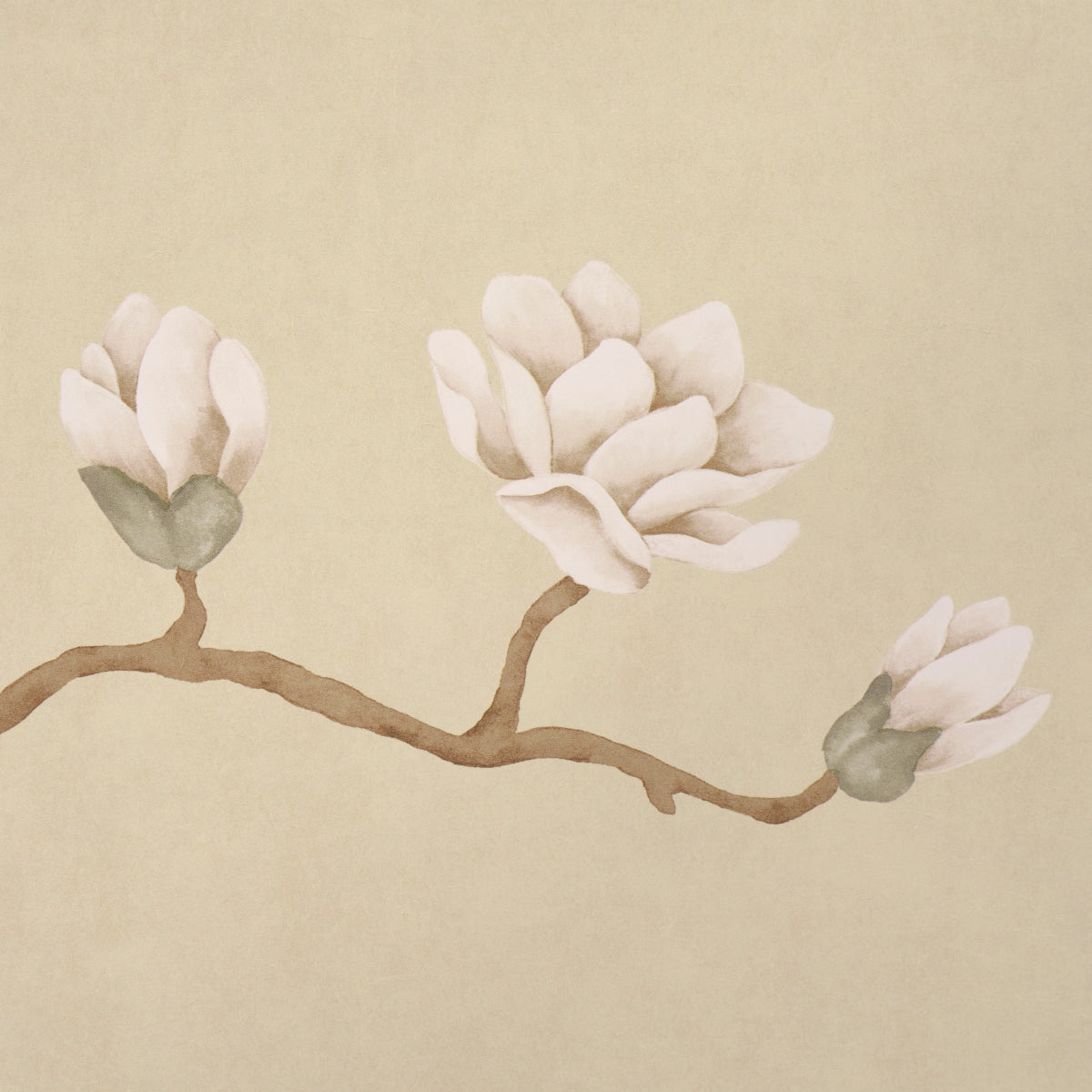 Watercolor magnolia branch with three pale white blossoms on a beige background.