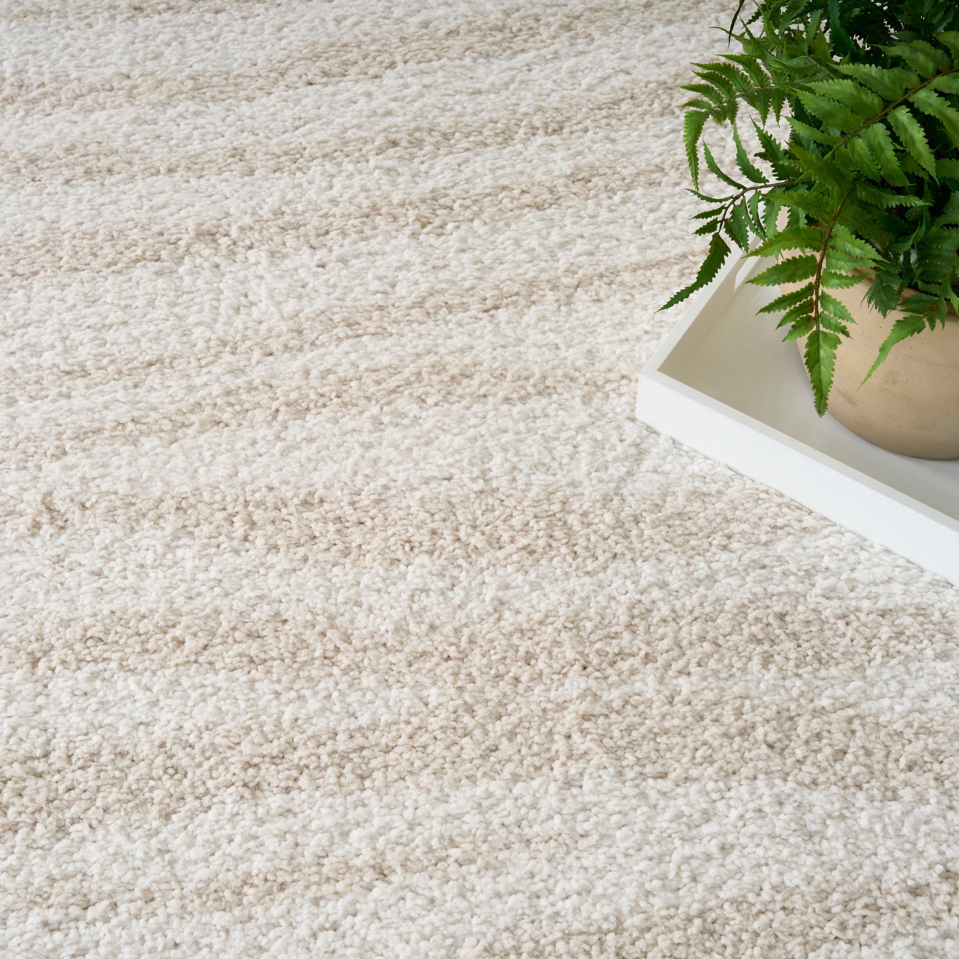 Beige shag rug with a white rectangular tray and potted fern on the right.