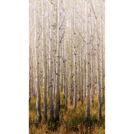 GALERIE WALLCOVERINGS Orom II Trees, all-over   Gold   - A42601