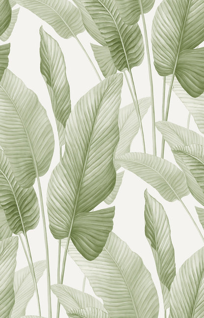 Seabrook Designs  Mantra Botanical Tropical Greens   - AG60004