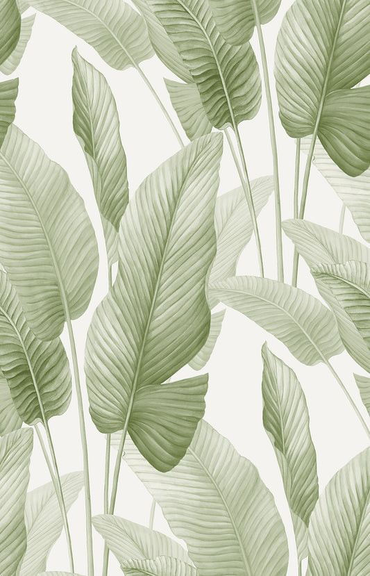 Seabrook Designs  Mantra Botanical Tropical Greens   - AG60004