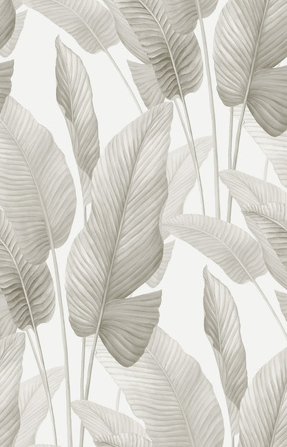 Seabrook Designs  Mantra Botanical Tropical Whites , Off Whites   - AG60008