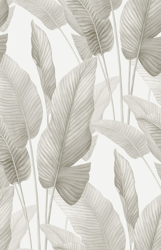 Seabrook Designs  Mantra Botanical Tropical Whites , Off Whites   - AG60008