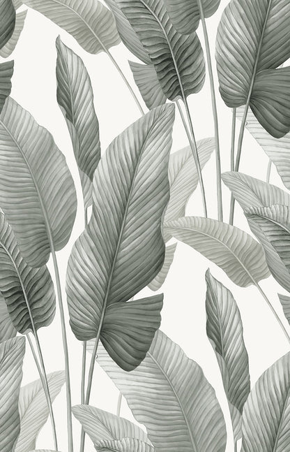 Seabrook Designs  Mantra Botanical Tropical Whites , Off Whites   - AG60010