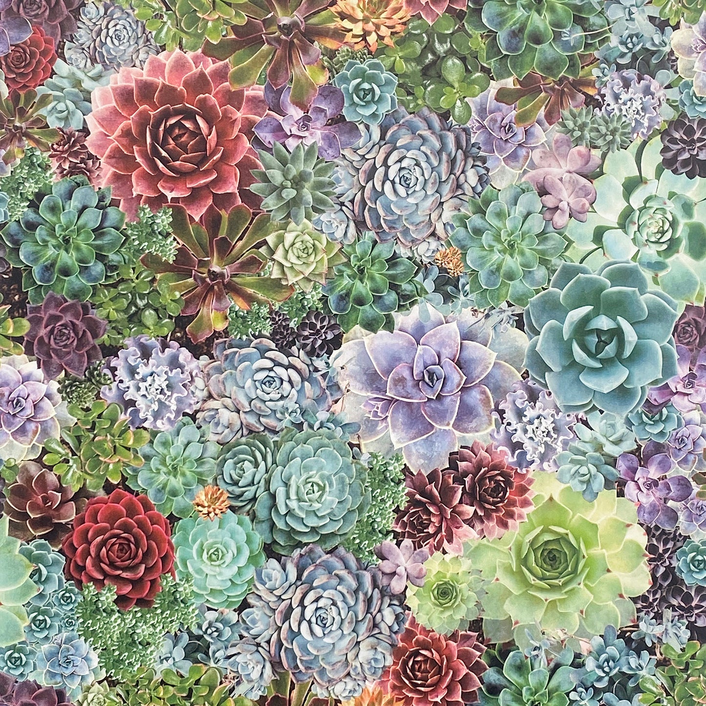 York Wallcoverings Arthouse Rhea Multicolor Succulents Wallpaper Botanical Bohemian Multicolor  Wallpaper - AH259402