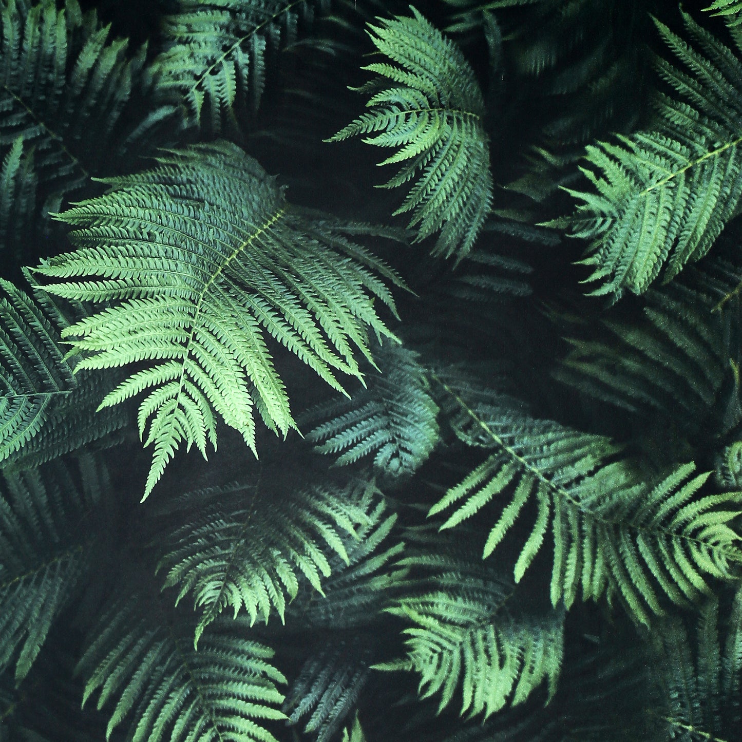 York Wallcoverings Arthouse Winona Green Ferns Wallpaper Botanical Photographic Green  Wallpaper - AH907601