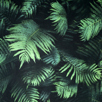 York Wallcoverings Arthouse Winona Green Ferns Wallpaper Botanical Photographic Green  Wallpaper - AH907601