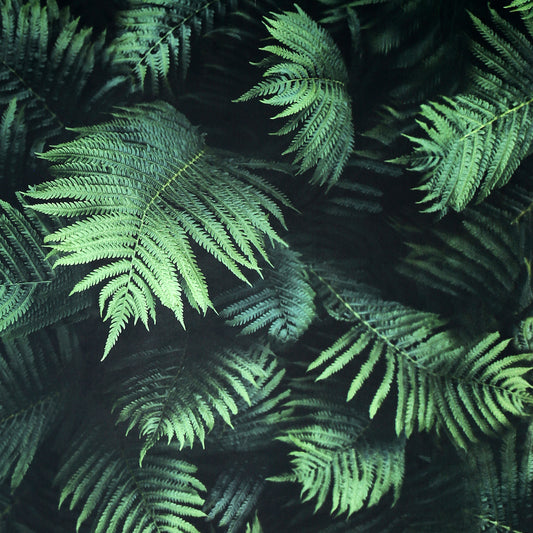 York Wallcoverings Arthouse Winona Green Ferns Wallpaper Botanical Photographic Green  Wallpaper - AH907601