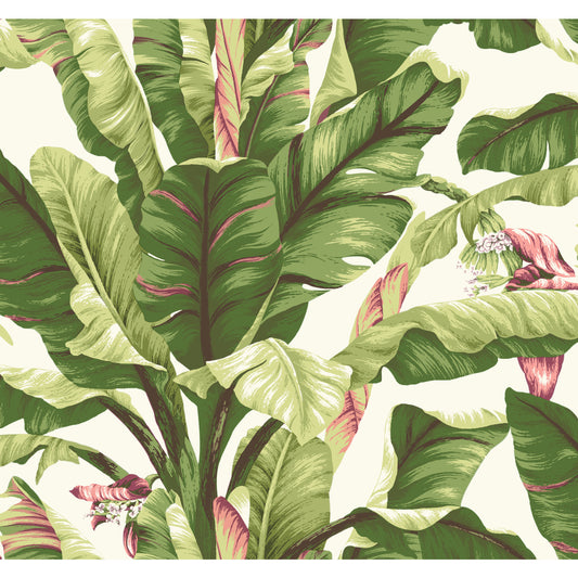 York Wallcoverings Best Sellers Banana Leaf Dark Brown and Pink Wallpaper   Whites and Off-Whites  Wallpaper - AT7067