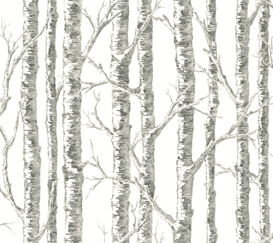 York Wallcoverings Beige and Neutrals Paper Birch White and Grey Wallpaper  Botanical Whites and Off-Whites  Wallpaper - BW3901