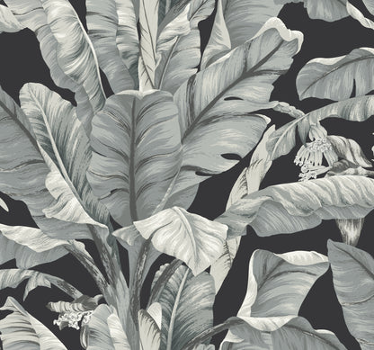York Wallcoverings Black and White, III Banana Leaf Black and White Wallpaper  Tropical Whites and Off-Whites  Wallpaper - BW3971