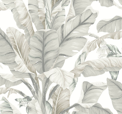 York Wallcoverings Black and White, III Banana Leaf White and Cream Wallpaper  Tropical Whites and Off-Whites  Wallpaper - BW3972