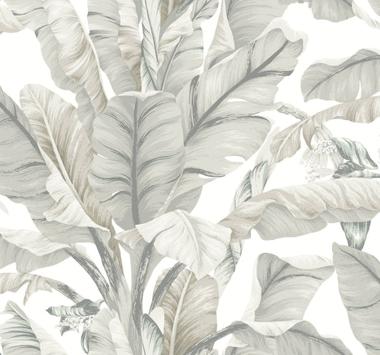 York Wallcoverings Black and White, III Banana Leaf White and Cream Wallpaper  Tropical Whites and Off-Whites  Wallpaper - BW3972