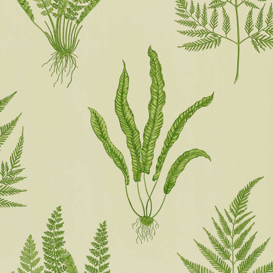 SANDERSON Woodland Ferns Wallpaper Leaves , Trees Green  Gravure Printed Wallpaper - DAPGWO102