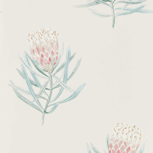 SANDERSON Protea Flower  Wallpaper Contemporary, Floral Porcelain,Blush  Gravure Printed Wallpaper - DART216330