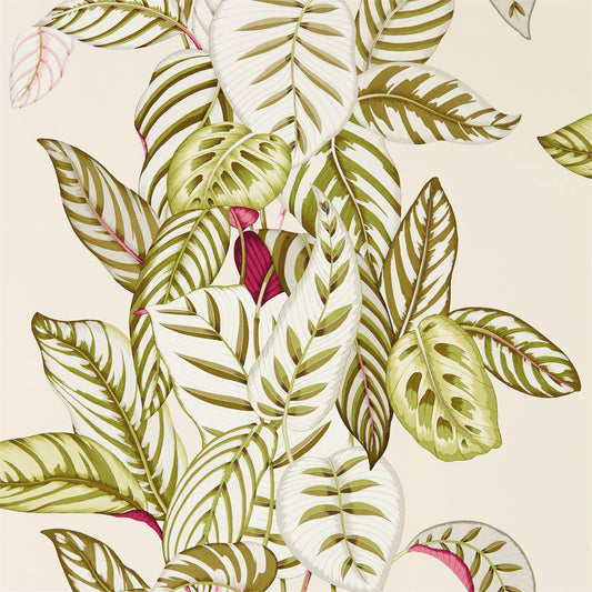 SANDERSON Calathea  Wallpaper Leaves , Trees Olive  Gravure - Wide Width Printed Wallpaper - DGLW216631