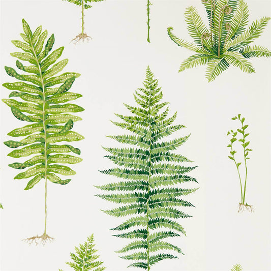 SANDERSON Fernery  Wallpaper Leaves , Trees Botanical Green  Gravure - Wide Width Printed Wallpaper - DGLW216633