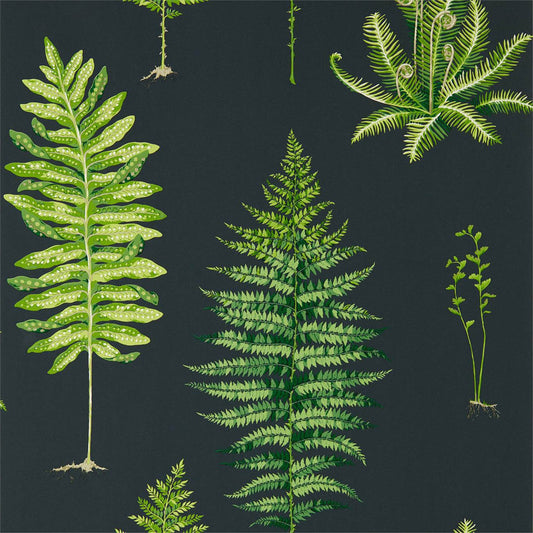 SANDERSON Fernery  Wallpaper Leaves , Trees Botanical Green,Charcoal  Gravure - Wide Width Printed Wallpaper - DGLW216634