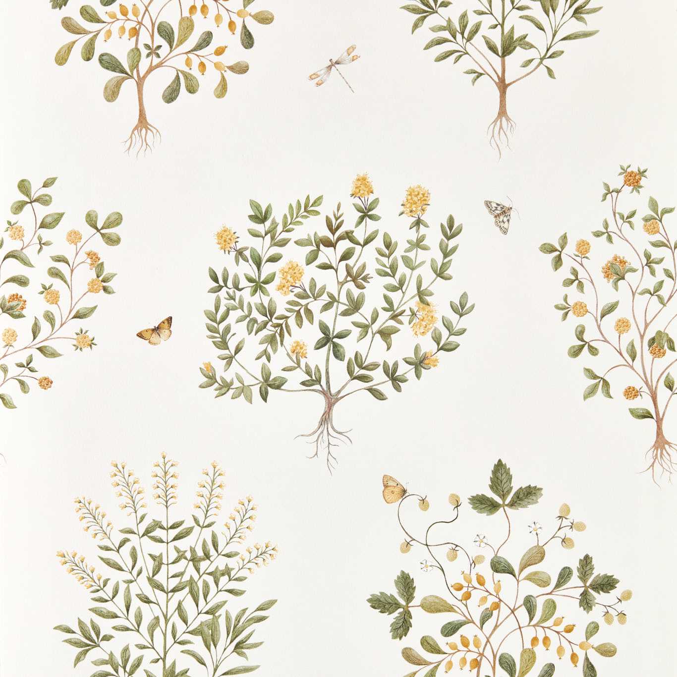 SANDERSON Thyme Walk Wallpaper Leaves , Trees Lichen,Gooseberry  Digital Printed Wallpaper Wide Width - DHIP217508