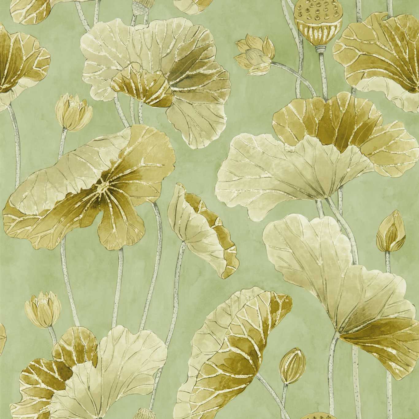 SANDERSON Lotus Leaf Wallpaper Leaves , Trees Oriental Green, Olive  Gravure - Wide Width Printed Wallpaper - DWAW217126