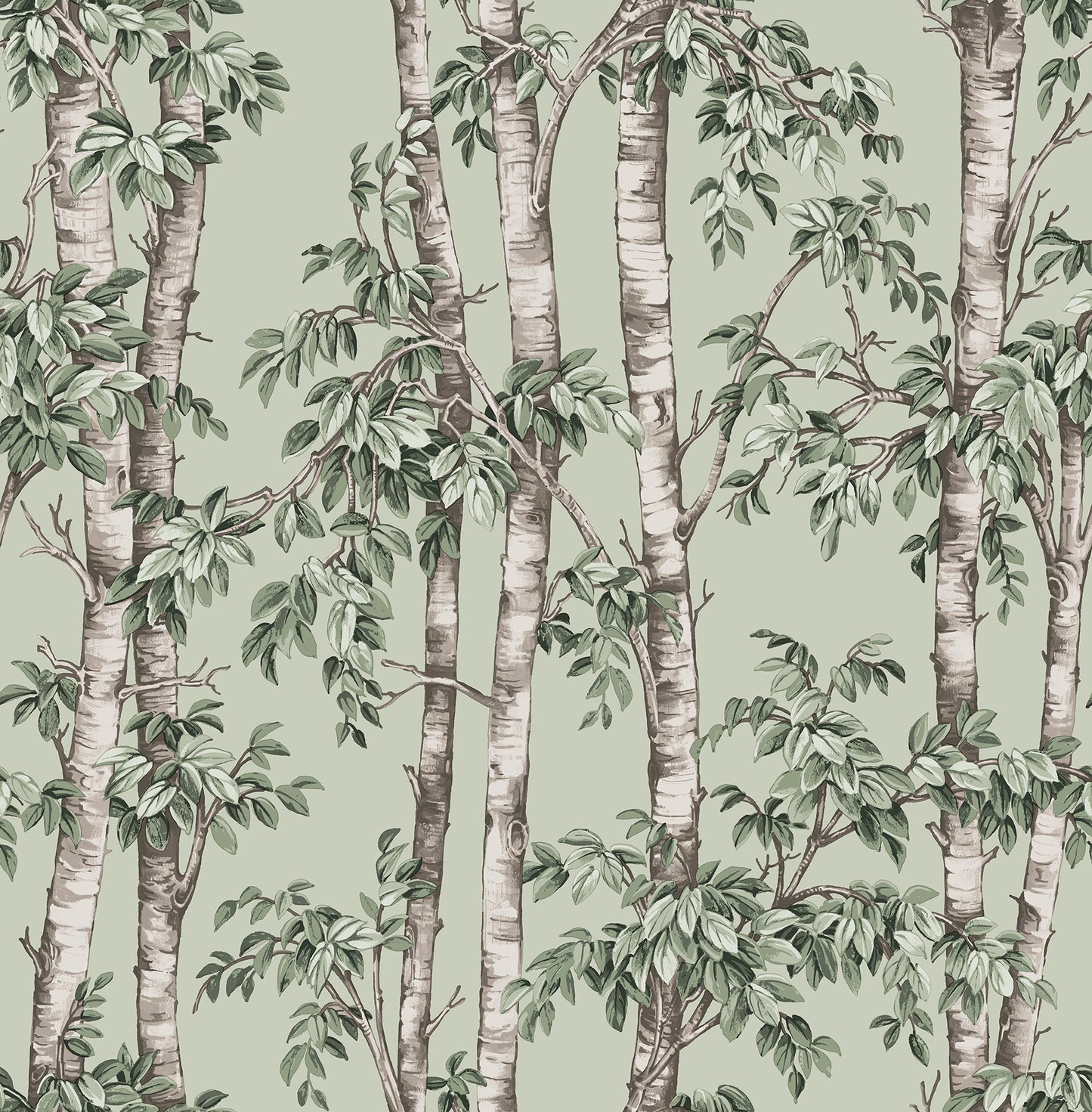 Botanical wallpaper featuring slender birch trees with green leaves on a pale sage background.