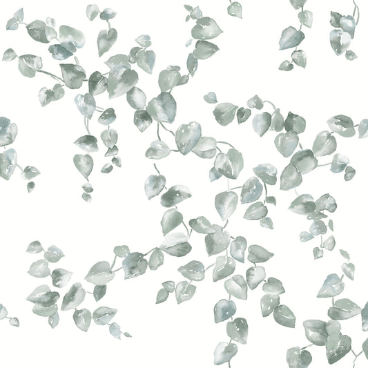 York Wallcoverings Simply Farmhouse Creeping Fig Vine Sage Wallpaper  Botanical Greens   - FH4037