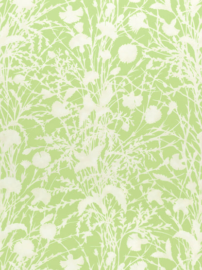 Lime green background with white botanical print of grasses and dandelion seed heads.