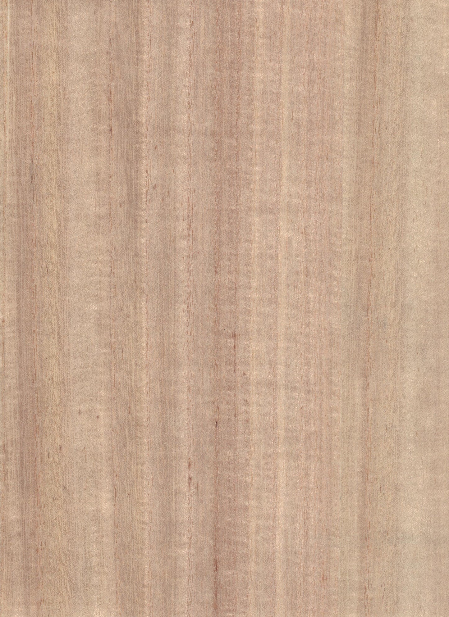 NICHOLASJOHN INC. Natural - Textured Wallcoverings 100% Wood Veneer      - NJ25NV1014