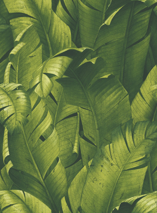 Tropical-Banana-Leaves-NextWall-Peel-&-Stick-NW31000