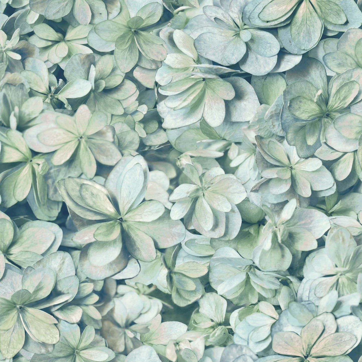 York Wallcoverings RoomMates Hydrangea Green Peel and Stick Wallpaper Modern Botanical Greens  Wallpaper - RMK11192WP