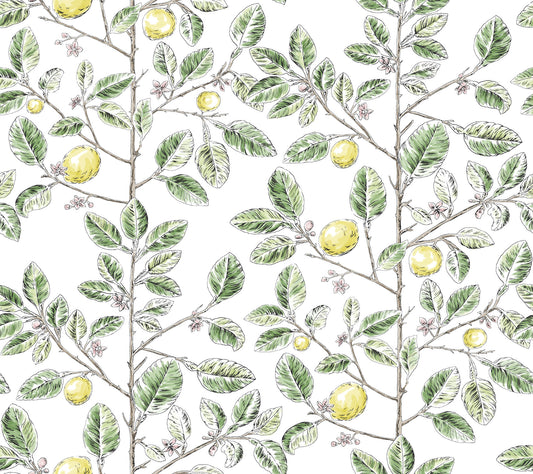 York Wallcoverings Toile Resource Library Limoncello Toile Green Wallpaper Modern Toile Greens   - RT7911