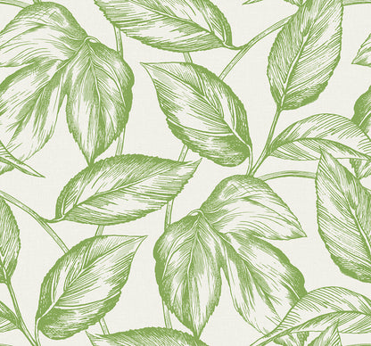 Seabrook Designs Summer House Beckett Sketched Leaves Botanical Coastal Green Matte  - SC20004