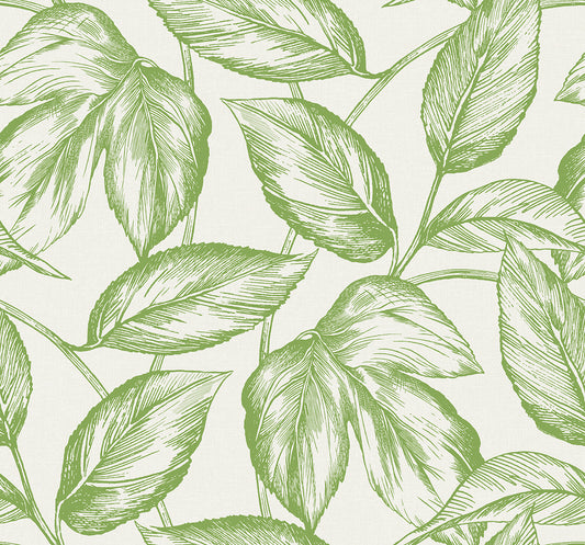 Seabrook Designs Summer House Beckett Sketched Leaves Botanical Coastal Green Matte Sidewall - SC20004